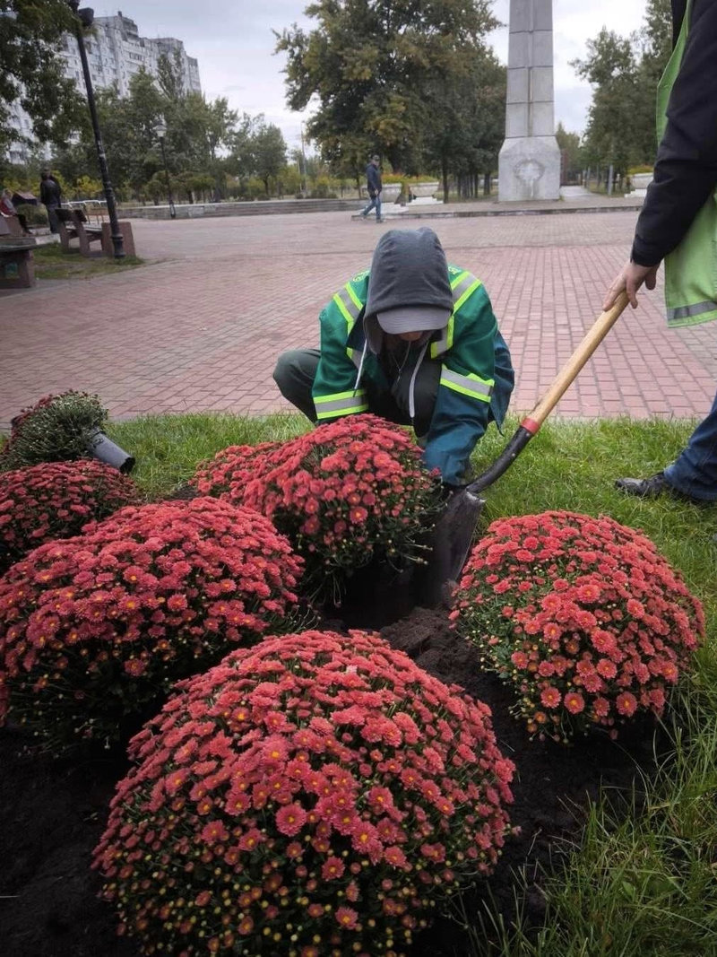 хризантеми
