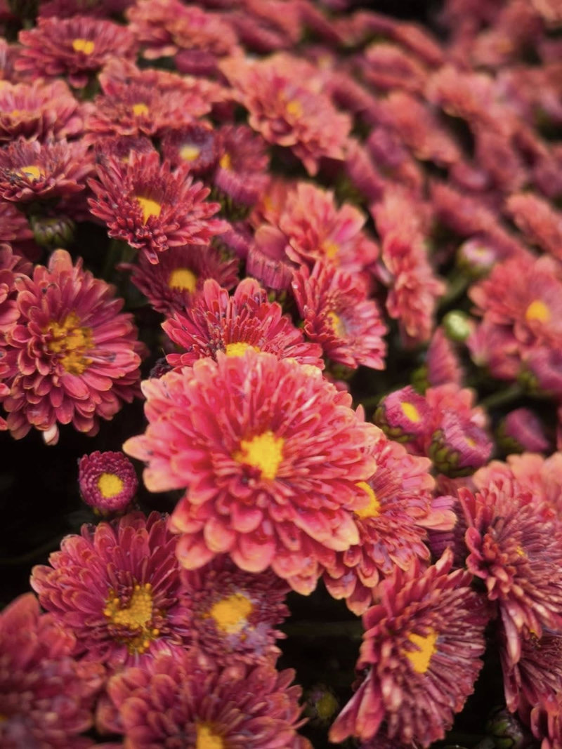 хризантеми