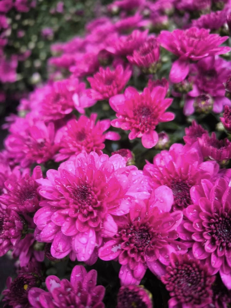 хризантеми