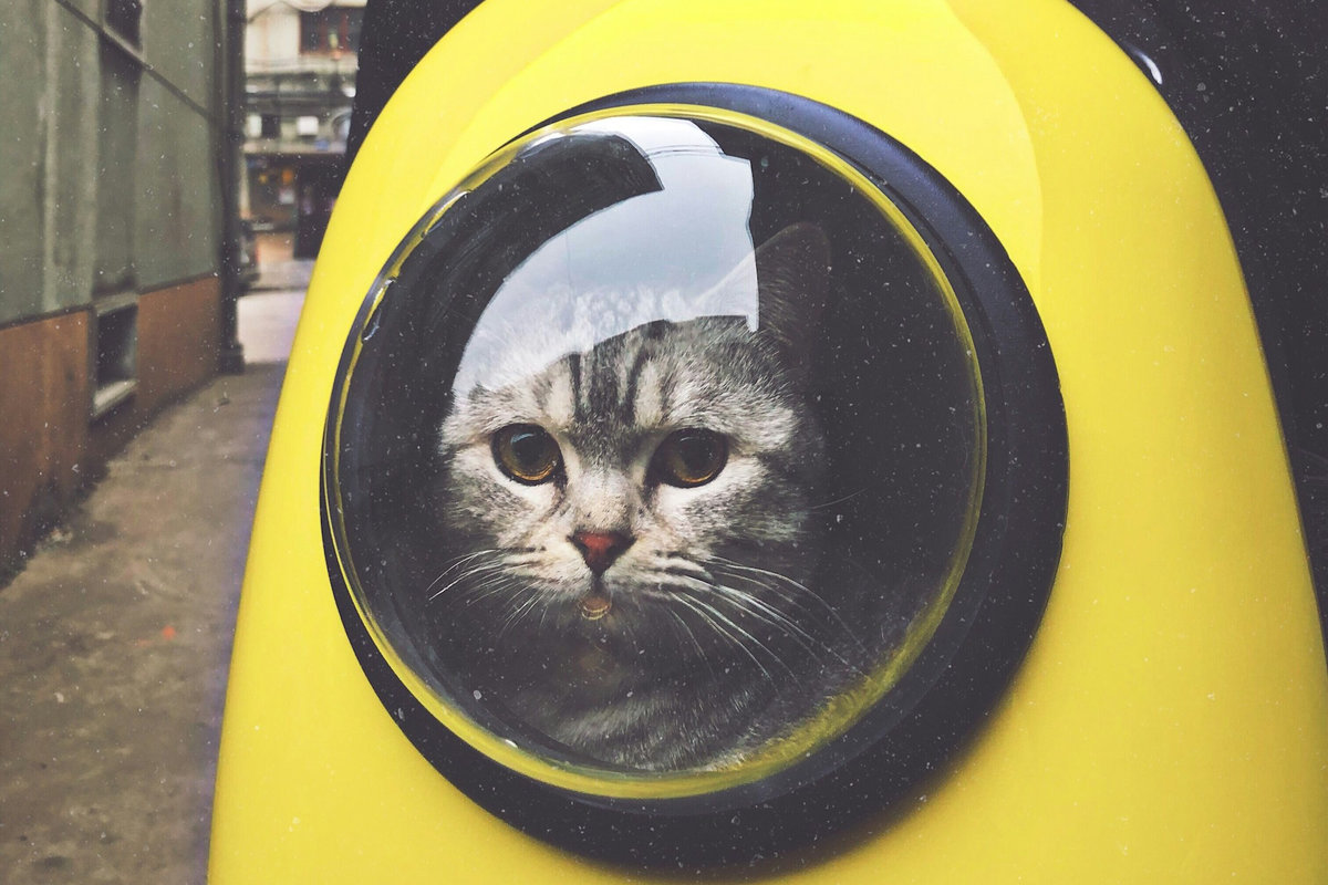 кіт у переносці