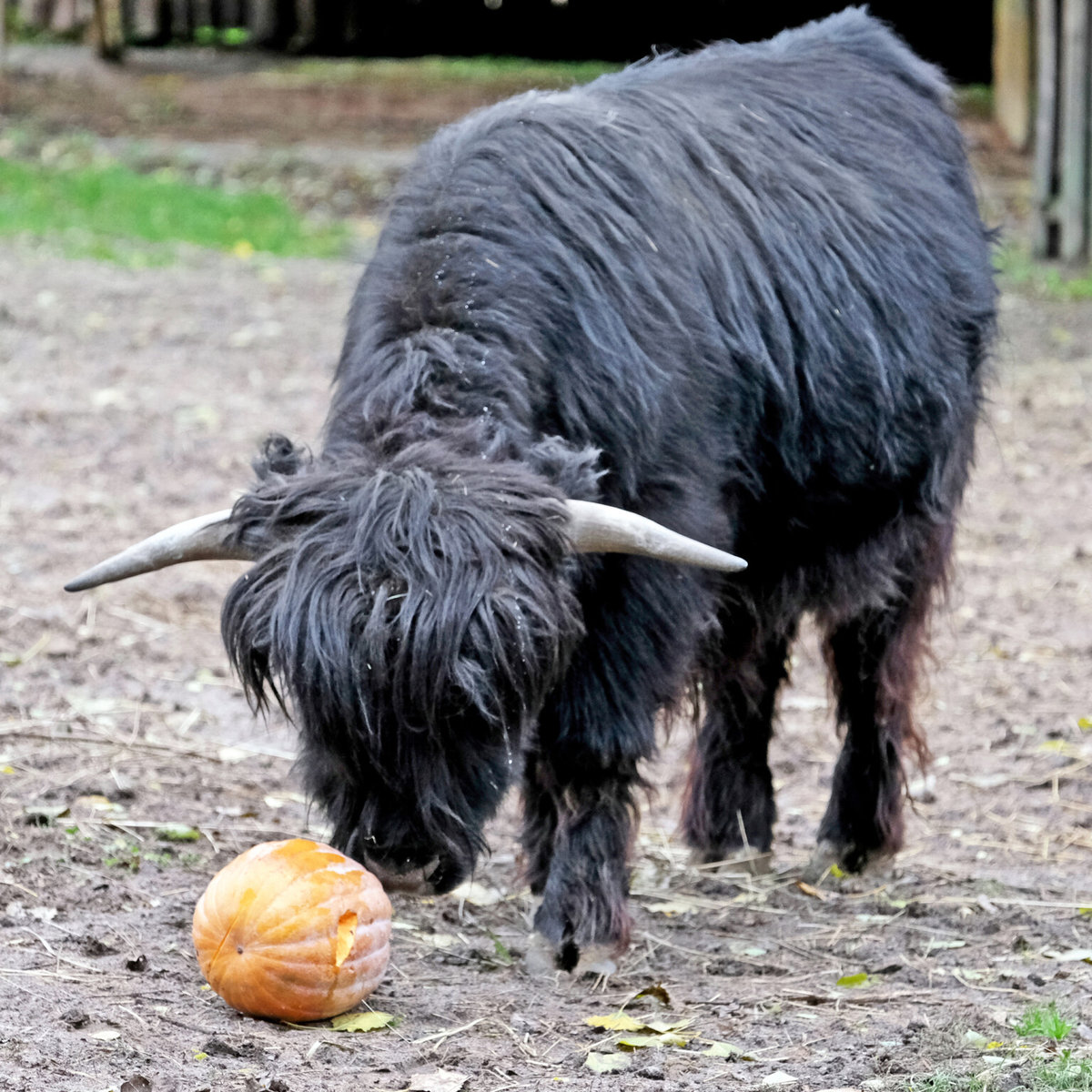Київський зоопарк