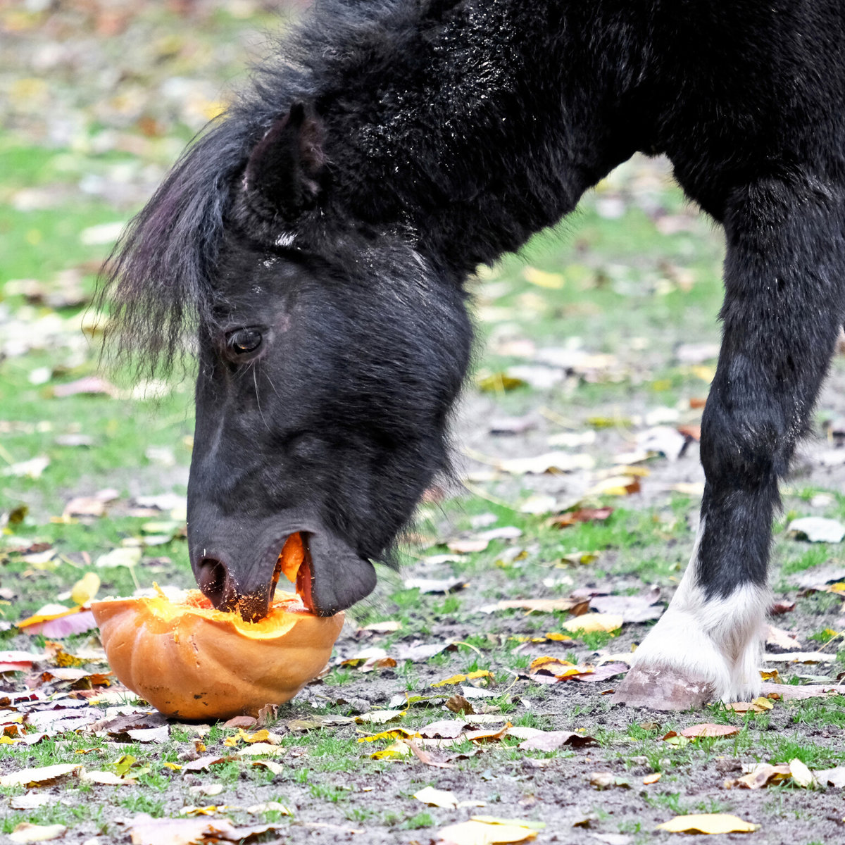Київський зоопарк