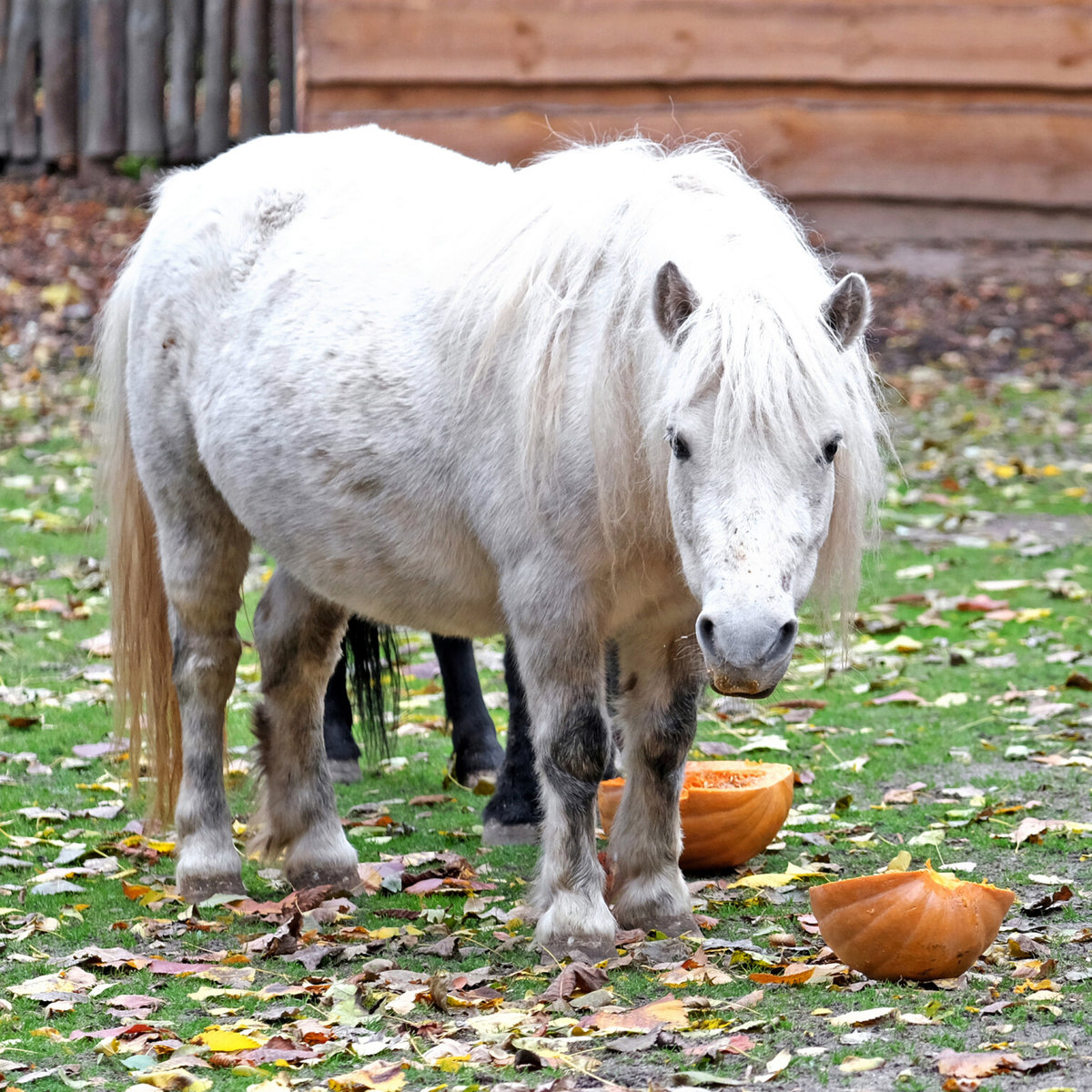 Київський зоопарк