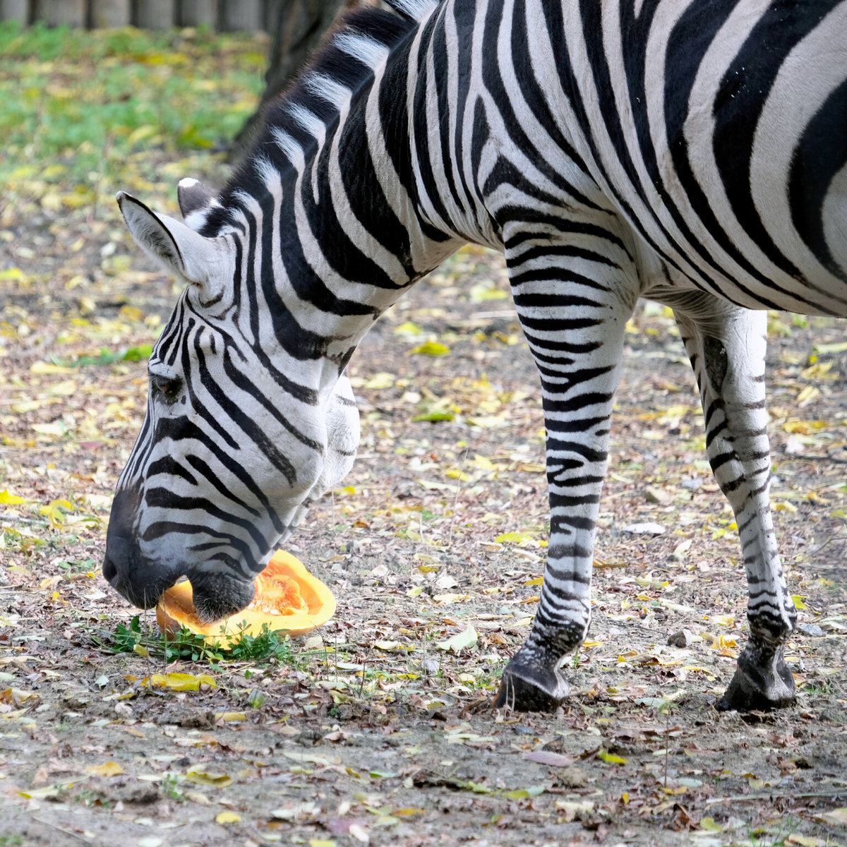 Київський зоопарк