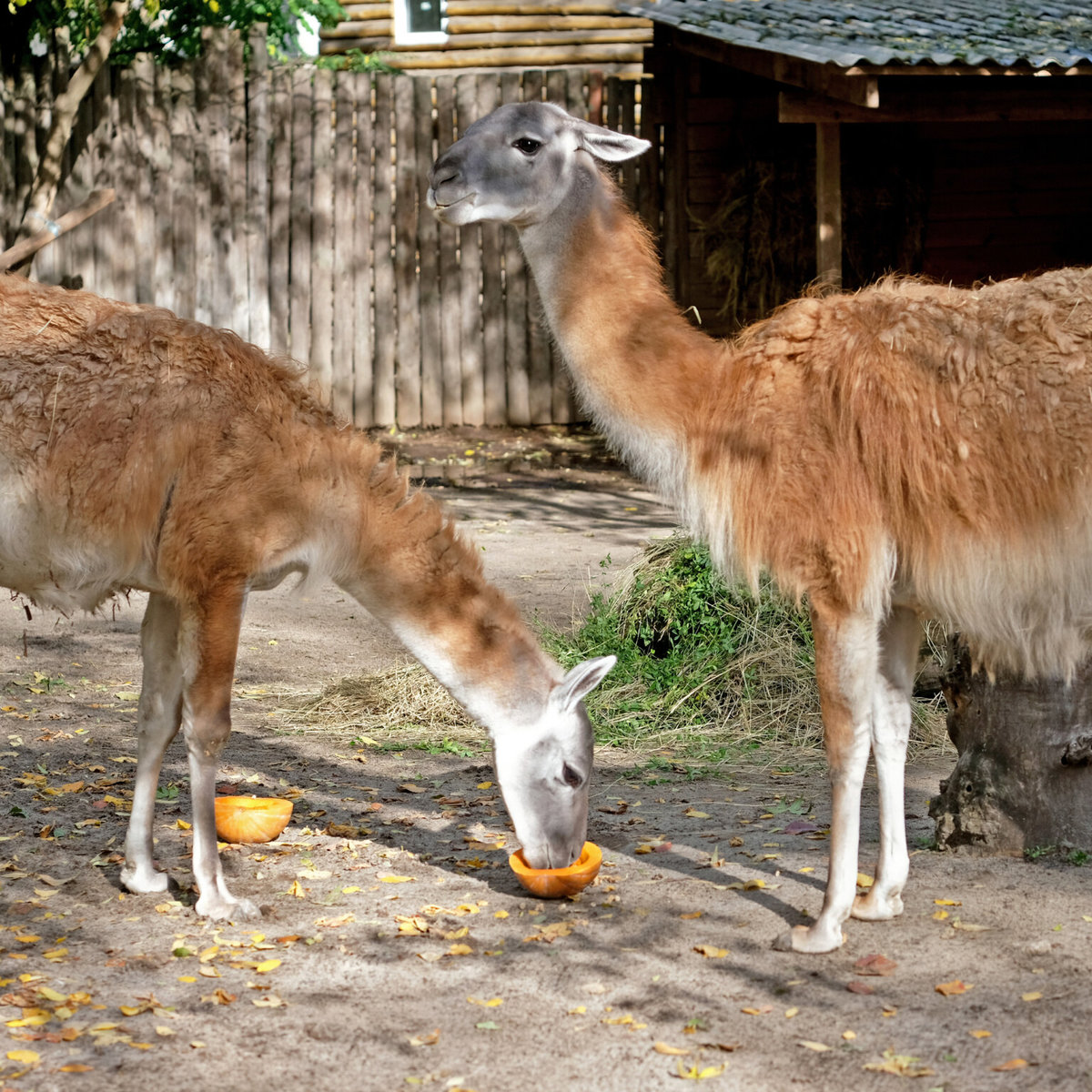 Київський зоопарк