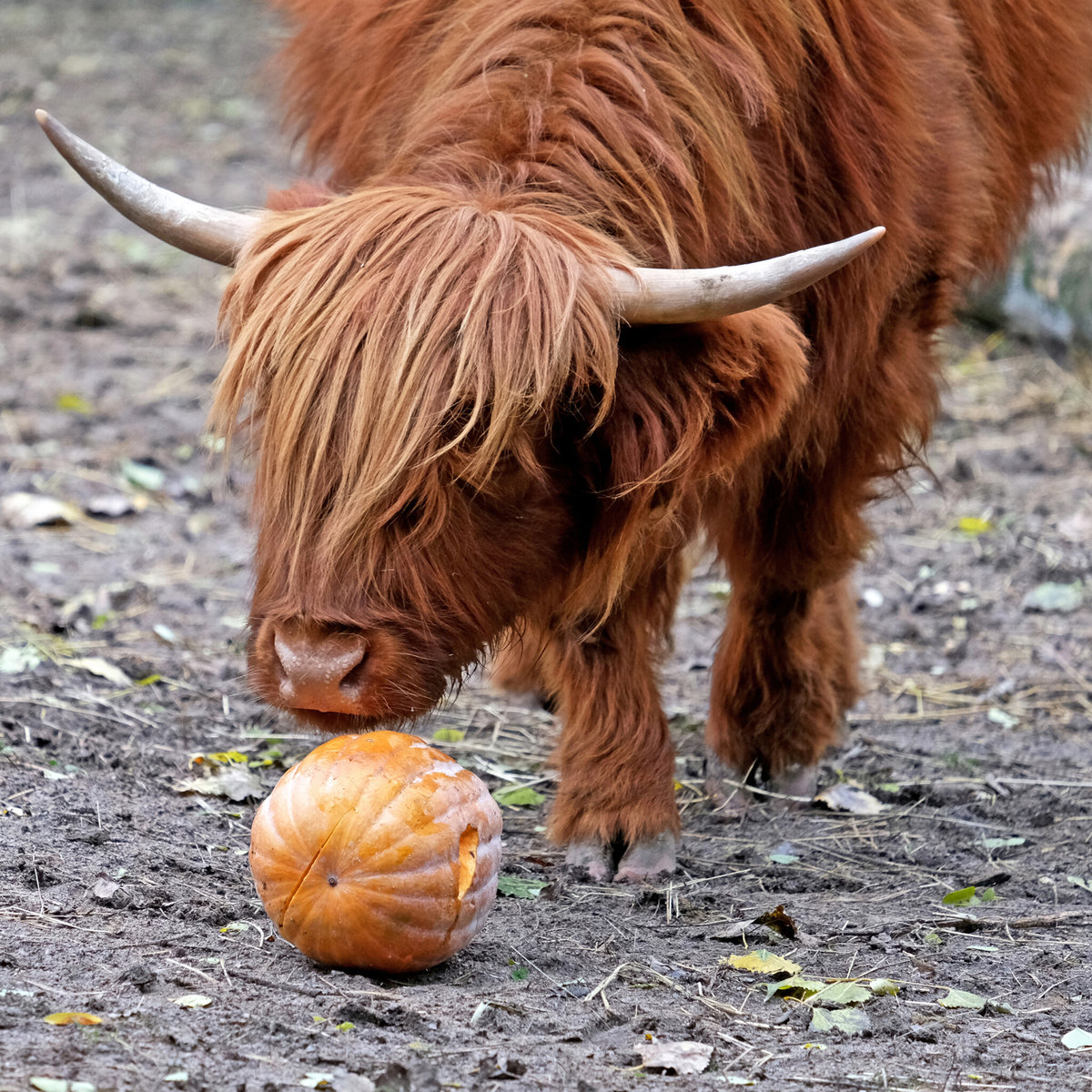 Київський зоопарк