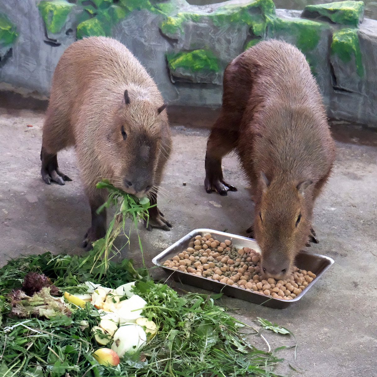 Київський зоопарк