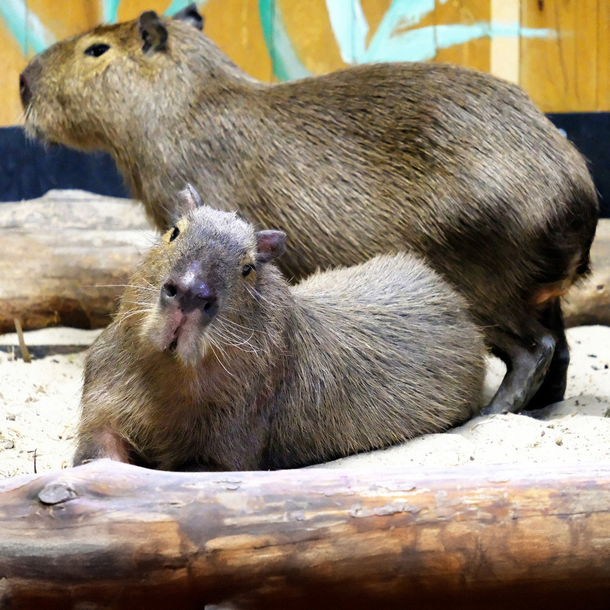 Київський зоопарк