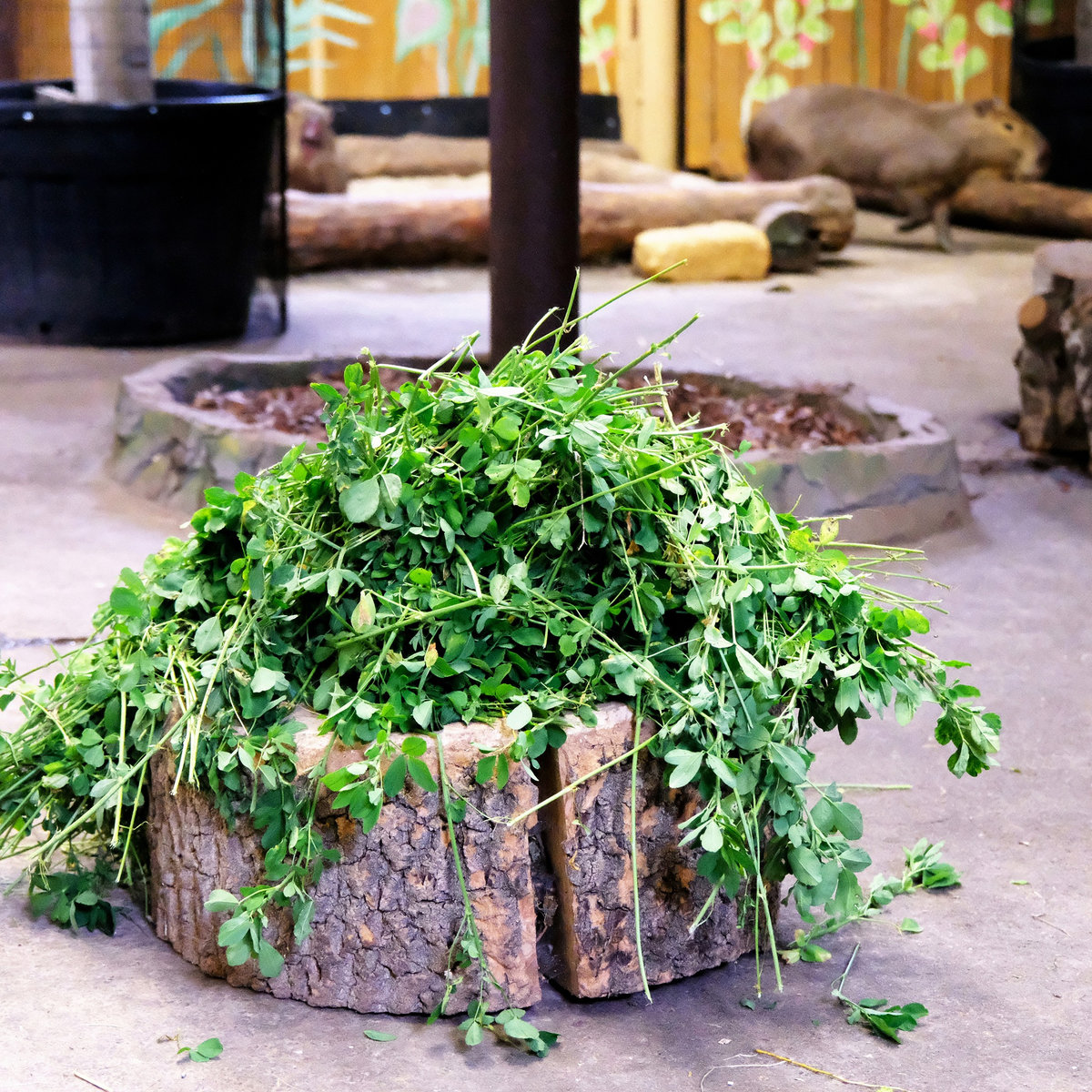 Київський зоопарк