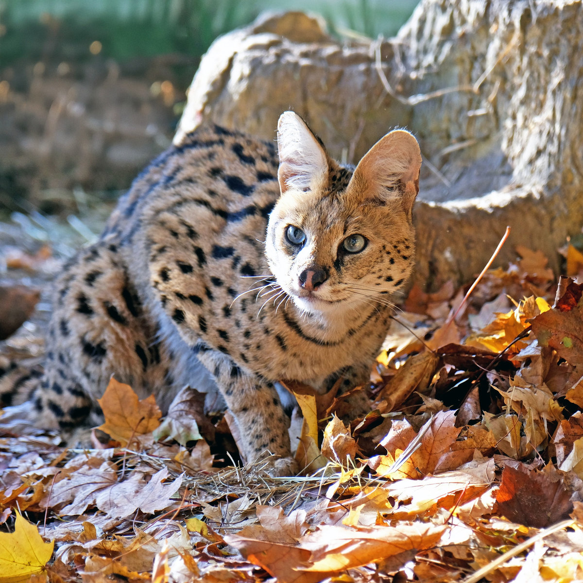 Київський зоопарк