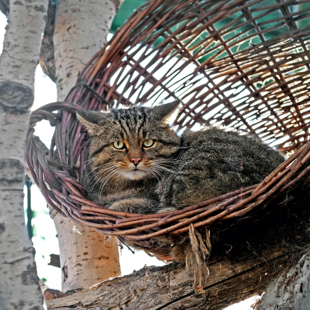 Київський зоопарк