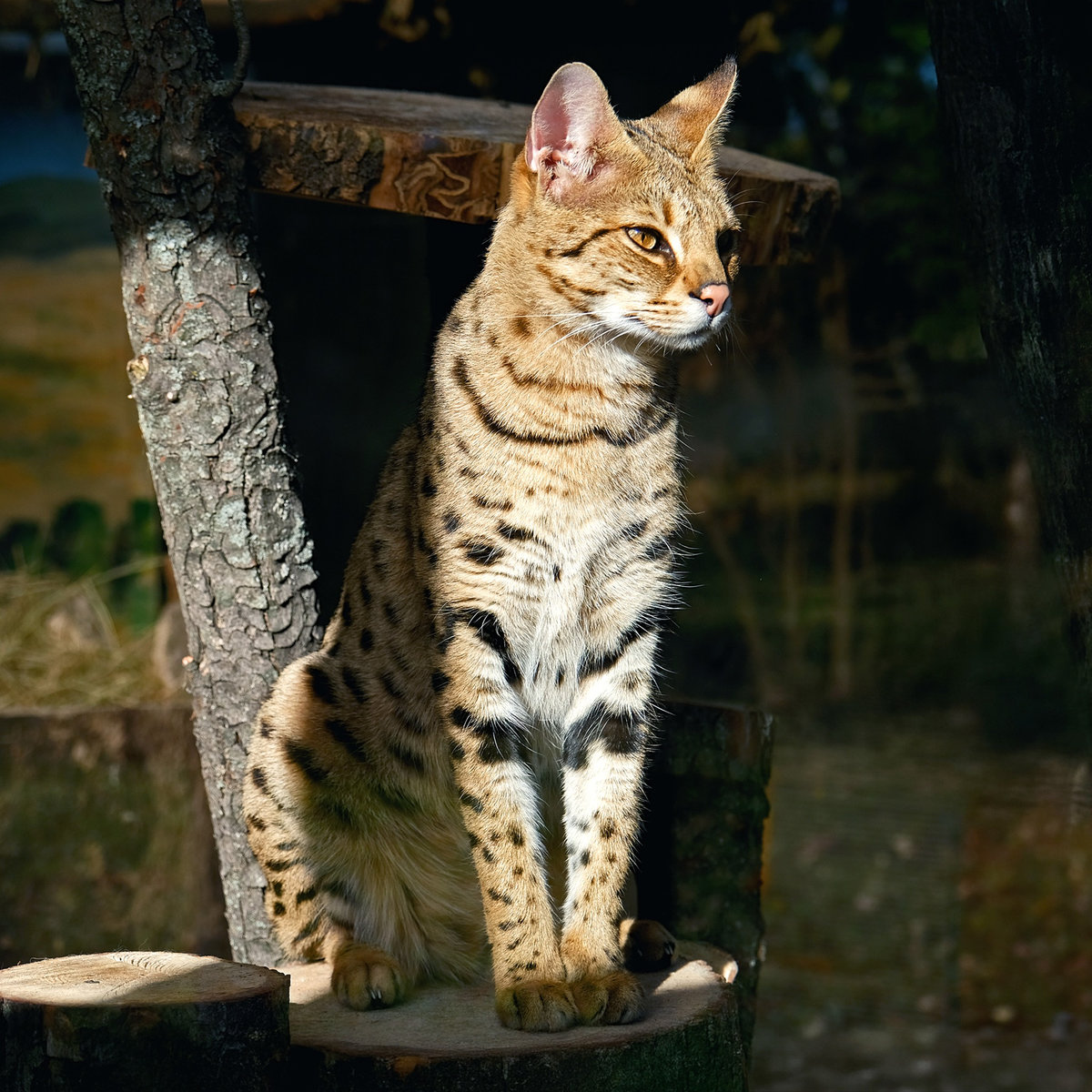 Київський зоопарк