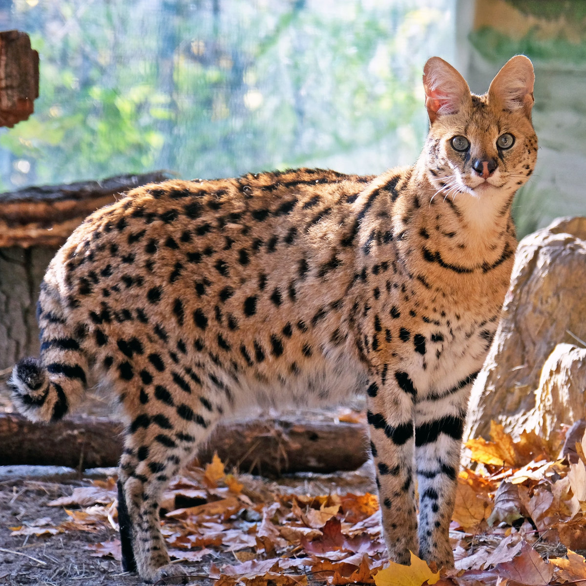 Київський зоопарк