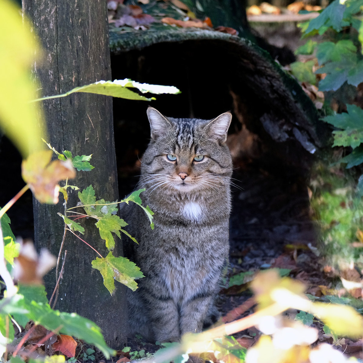 Київський зоопарк