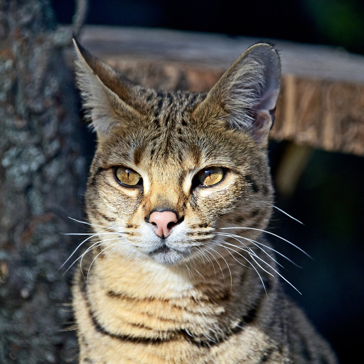 Київський зоопарк