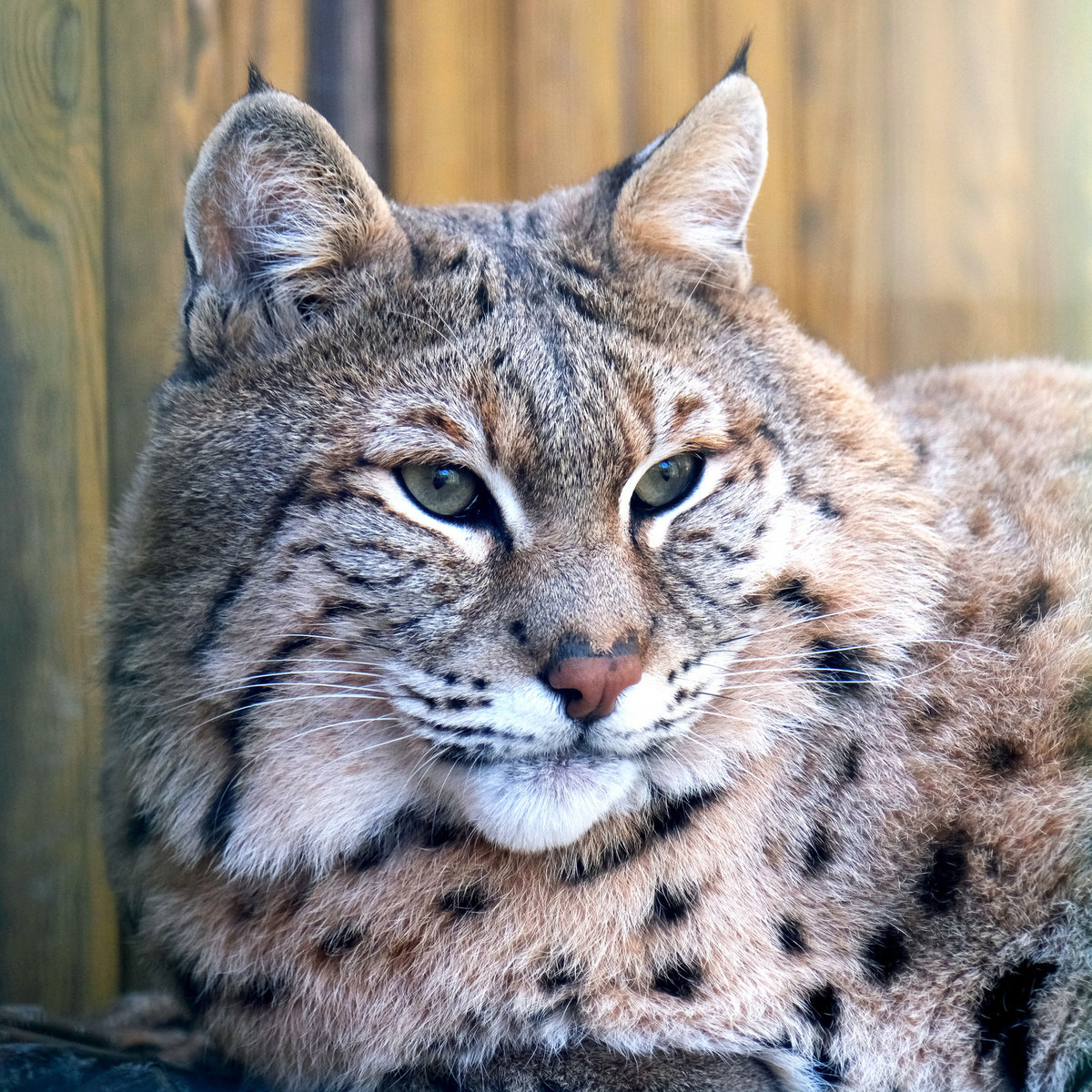 Київський зоопарк