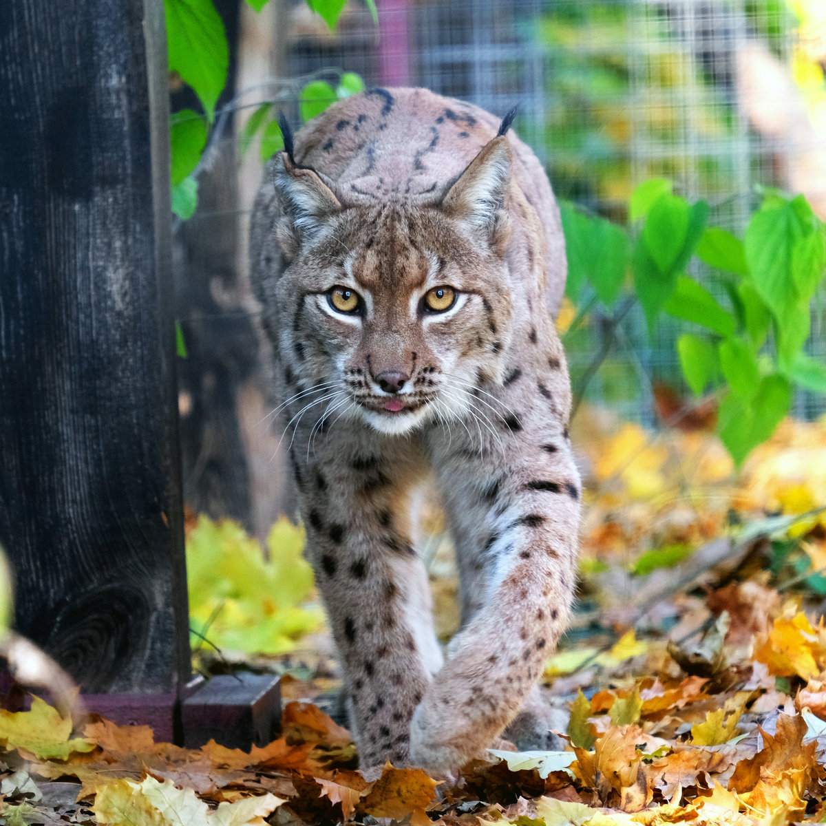 Київський зоопарк