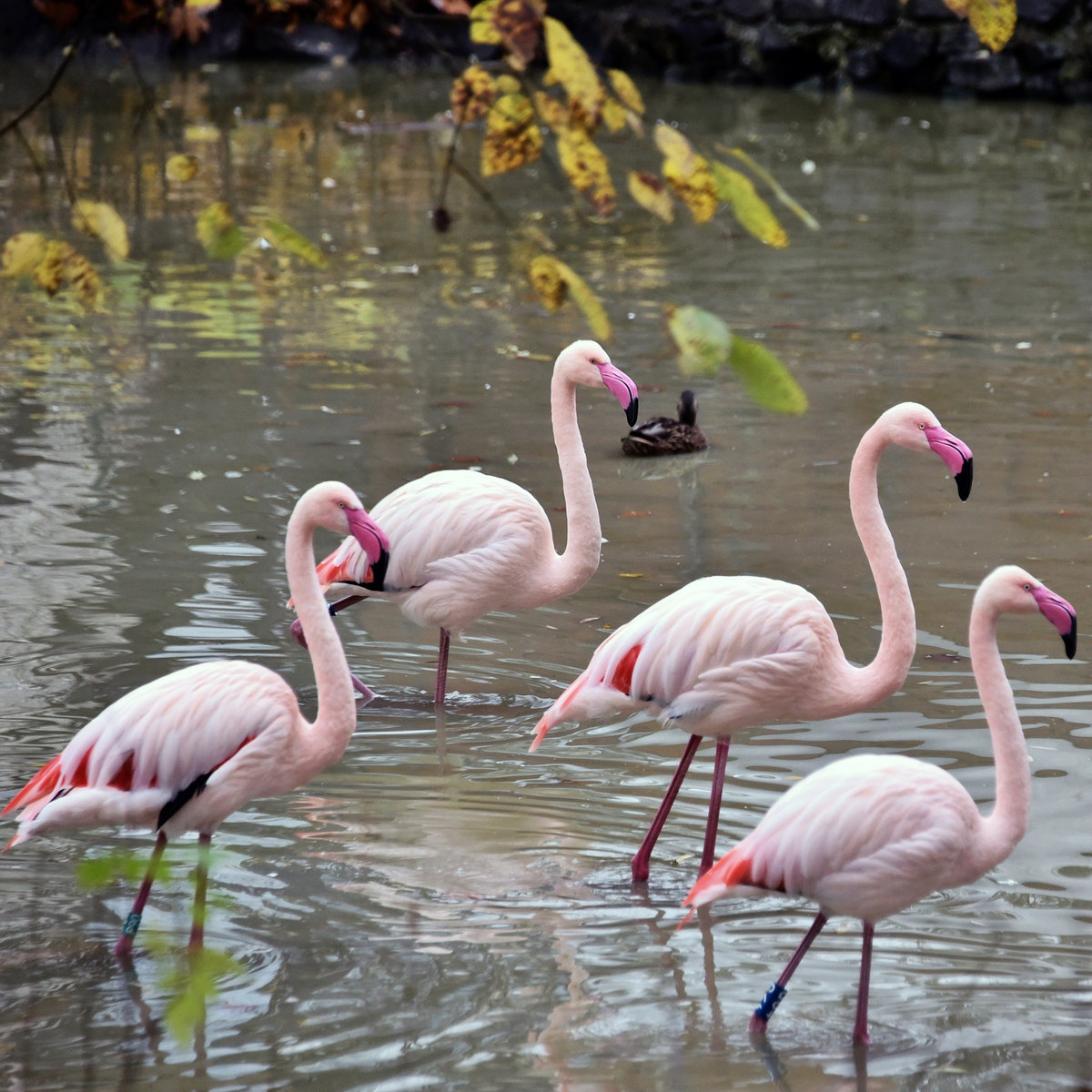 Київський зоопарк