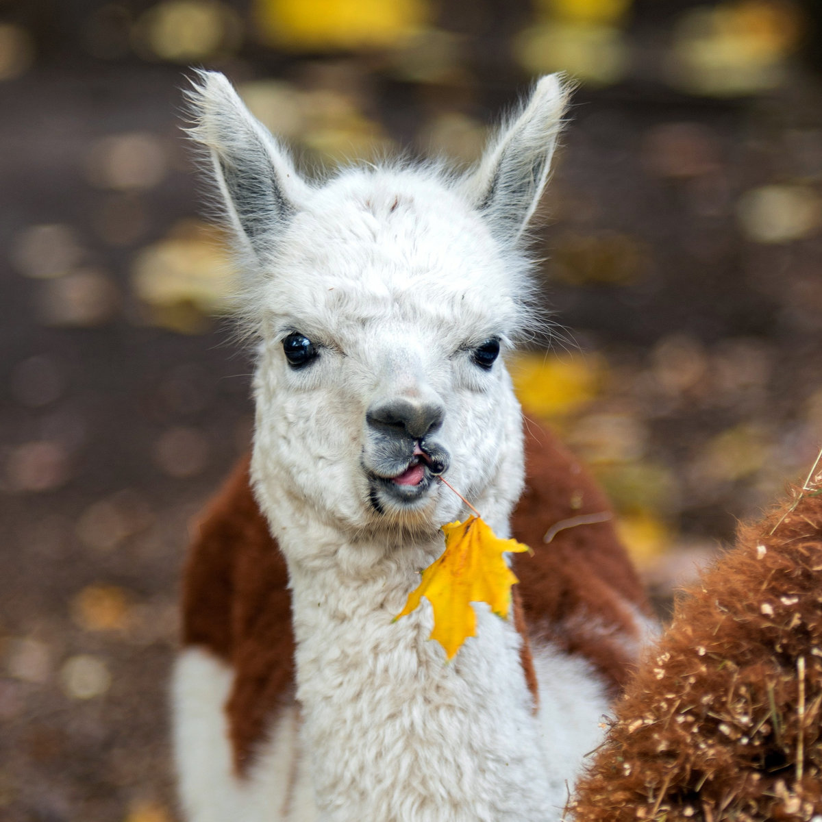 Київський зоопарк