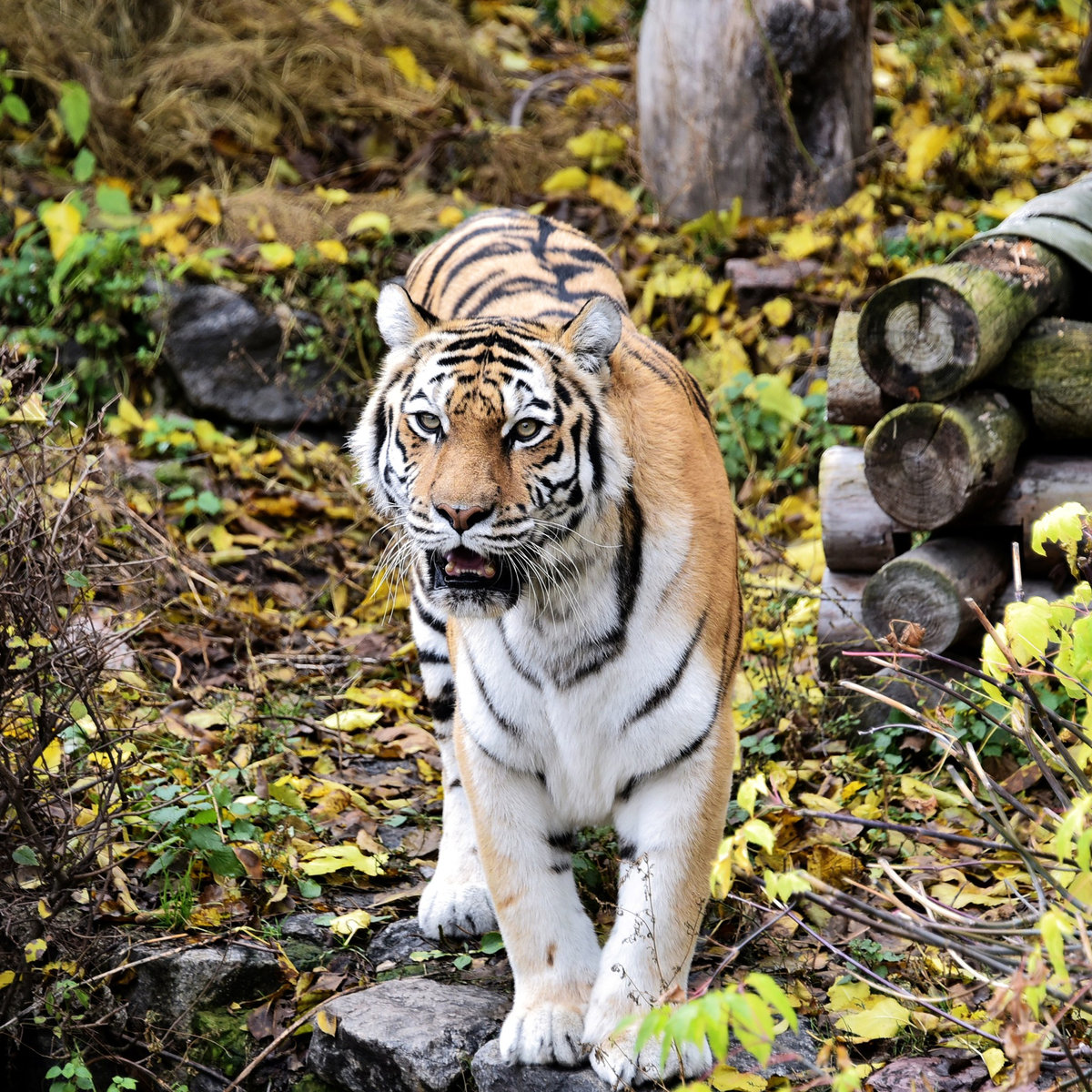 Київський зоопарк