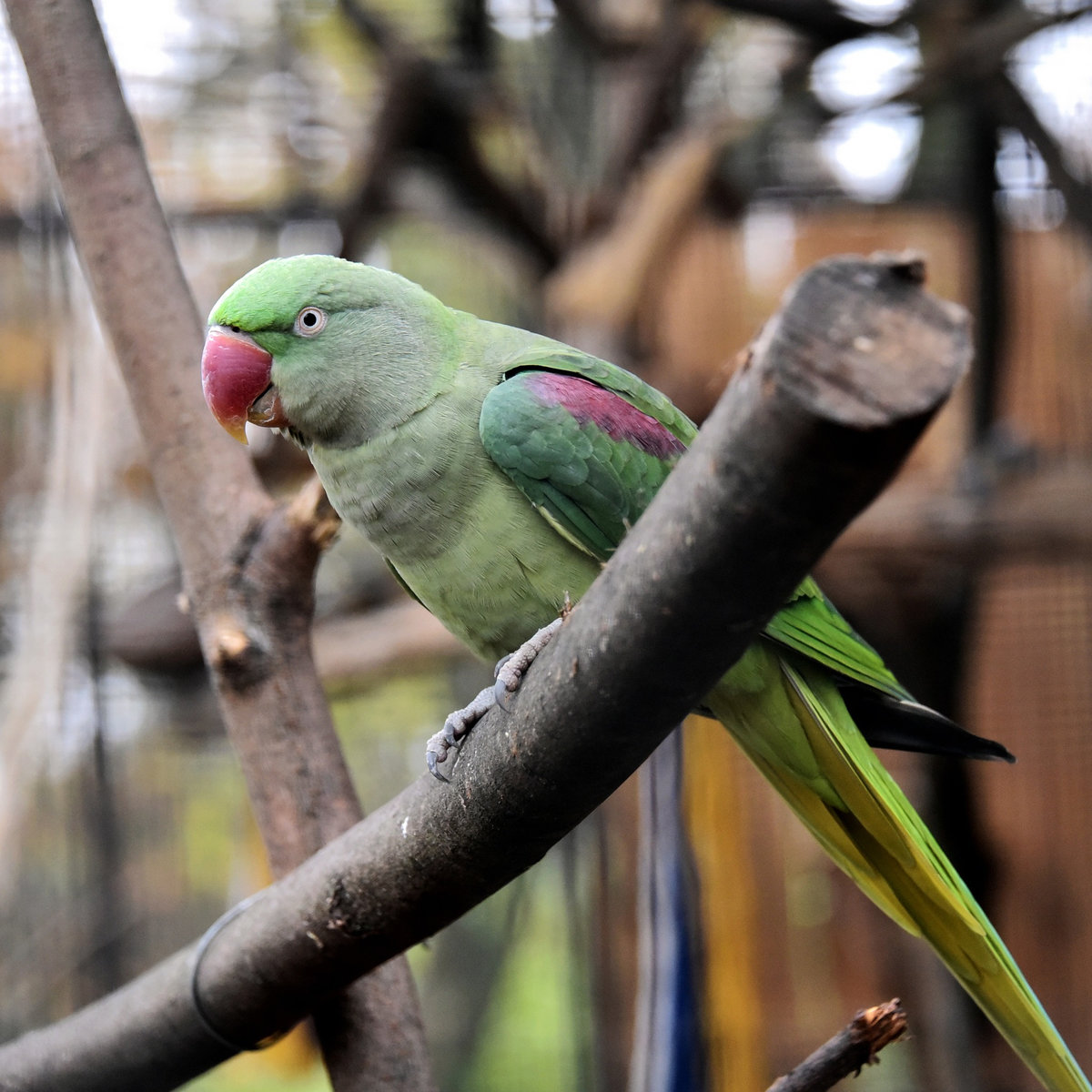 Київський зоопарк