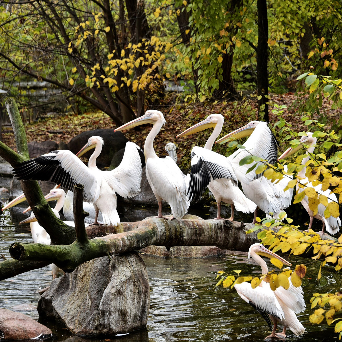 Київський зоопарк