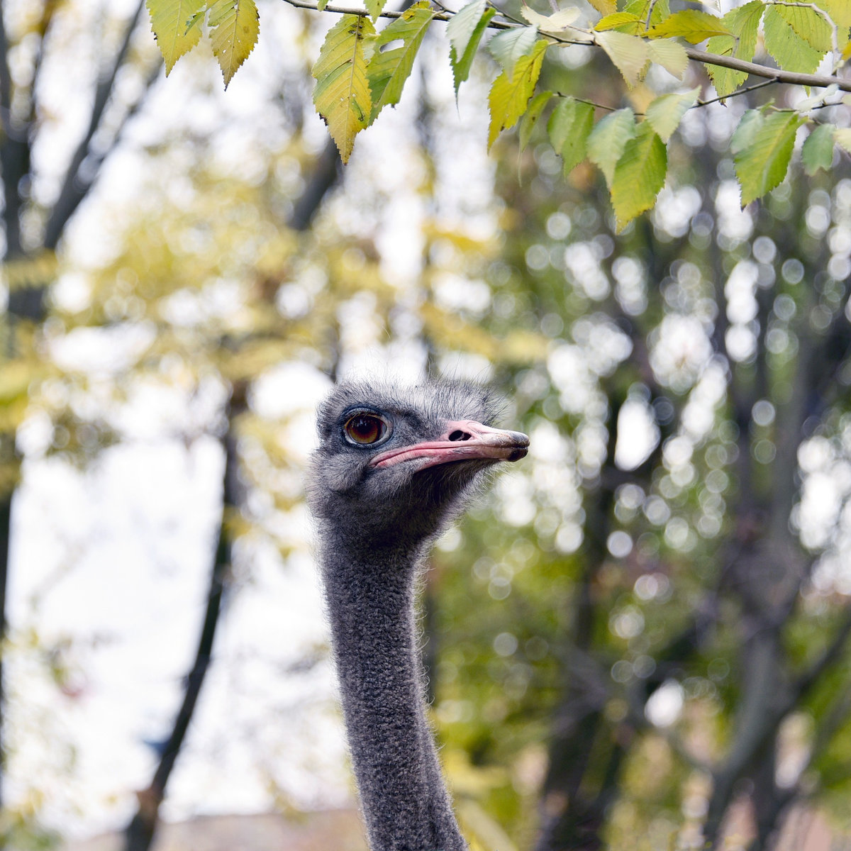 Київський зоопарк