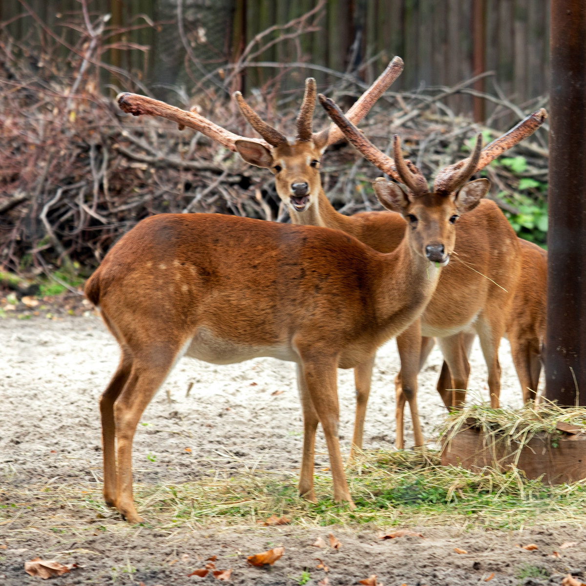 Київський зоопарк