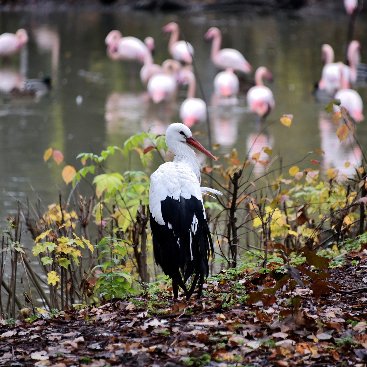Київський зоопарк
