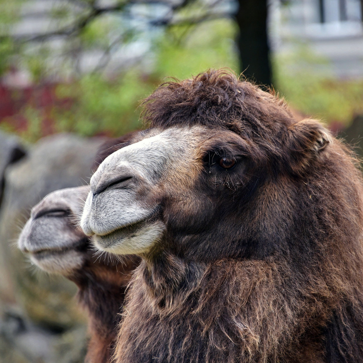 Київський зоопарк