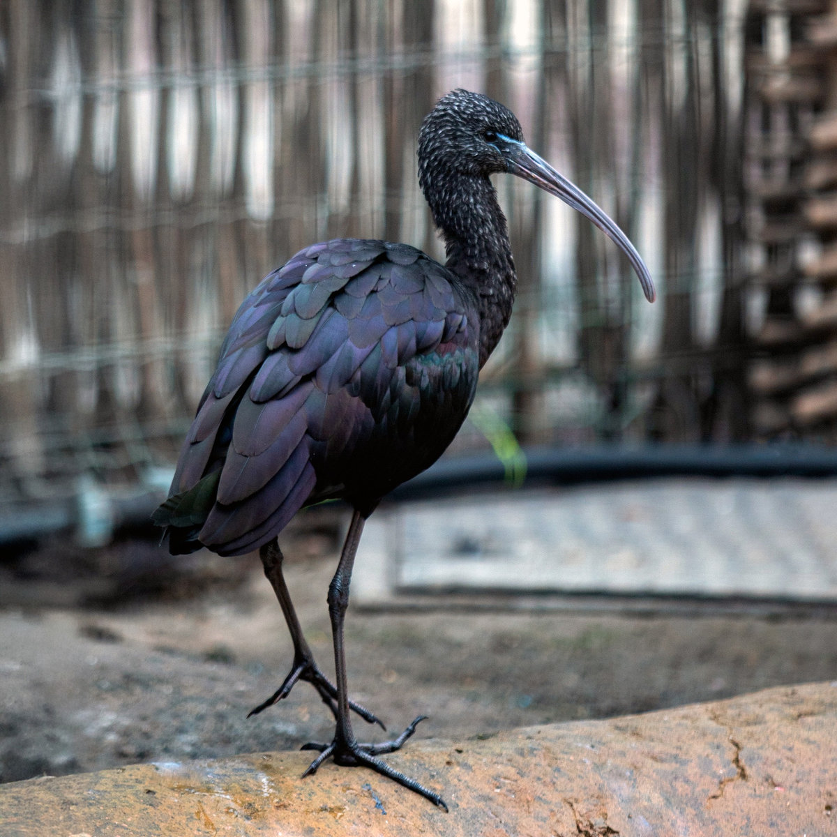 Київський зоопарк