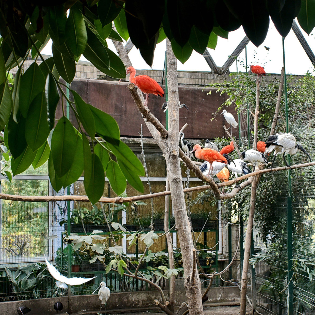 Київський зоопарк