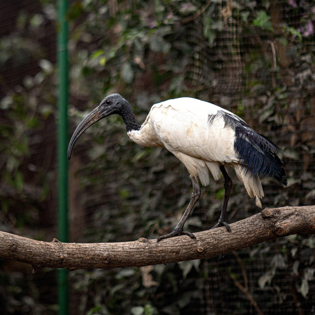 Київський зоопарк