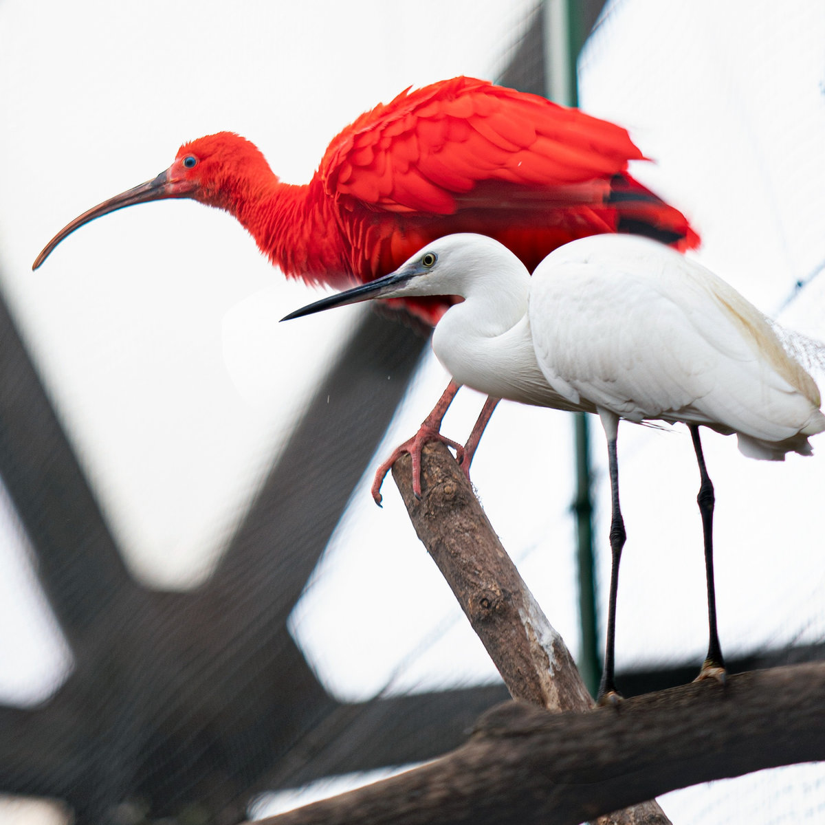 Київський зоопарк