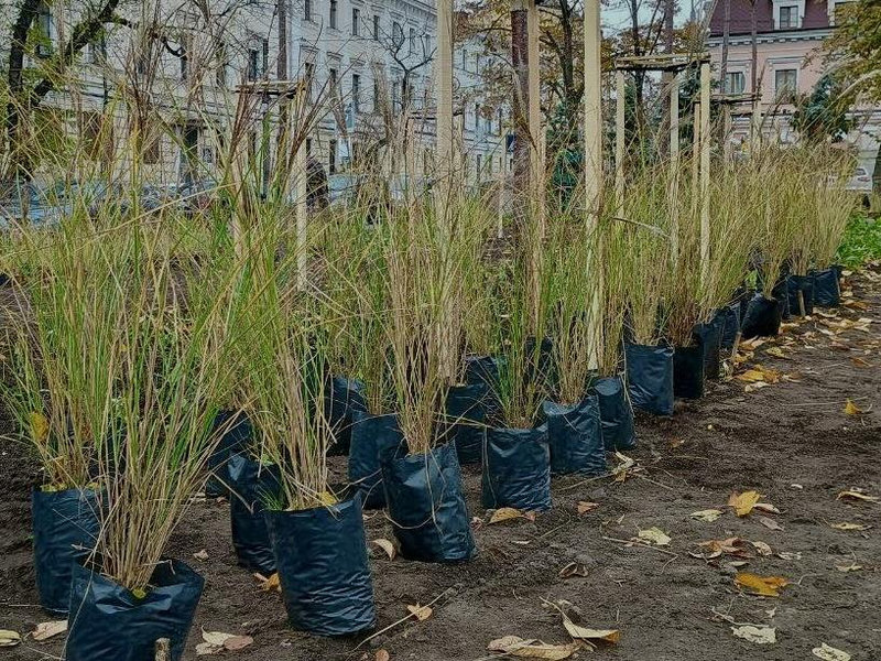 сквер на Контрактовій площі