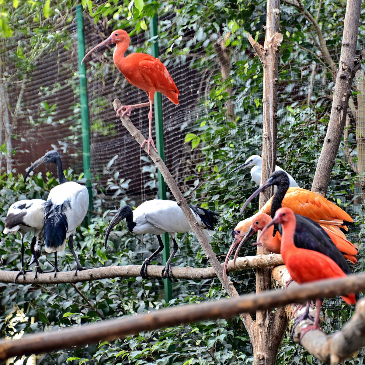 Київський зоопарк