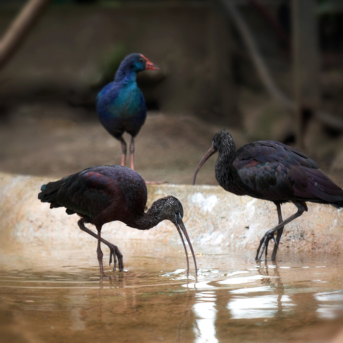 Київський зоопарк