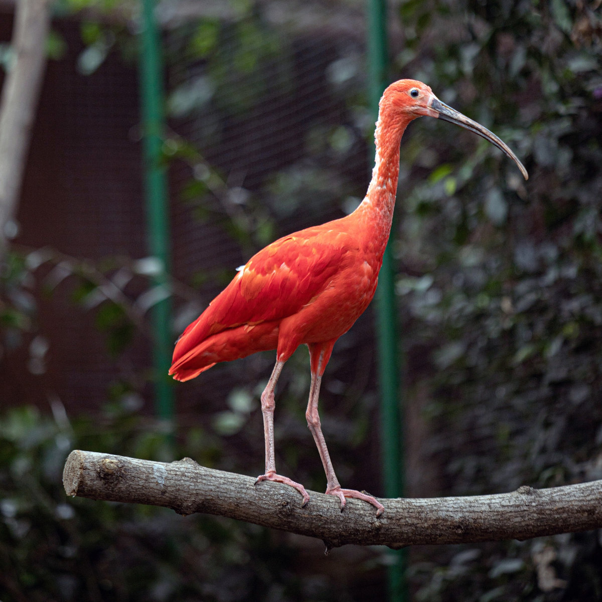 Київський зоопарк
