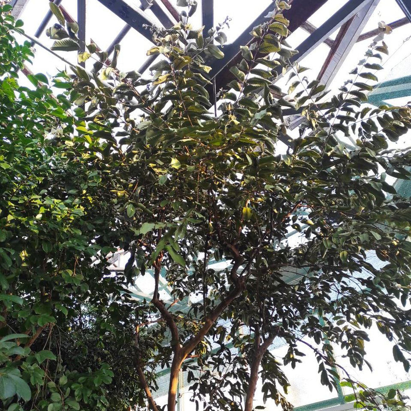 ботсад Гришко