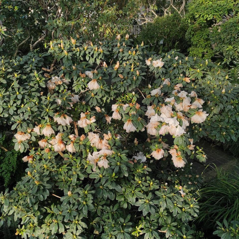 ботсад Гришко