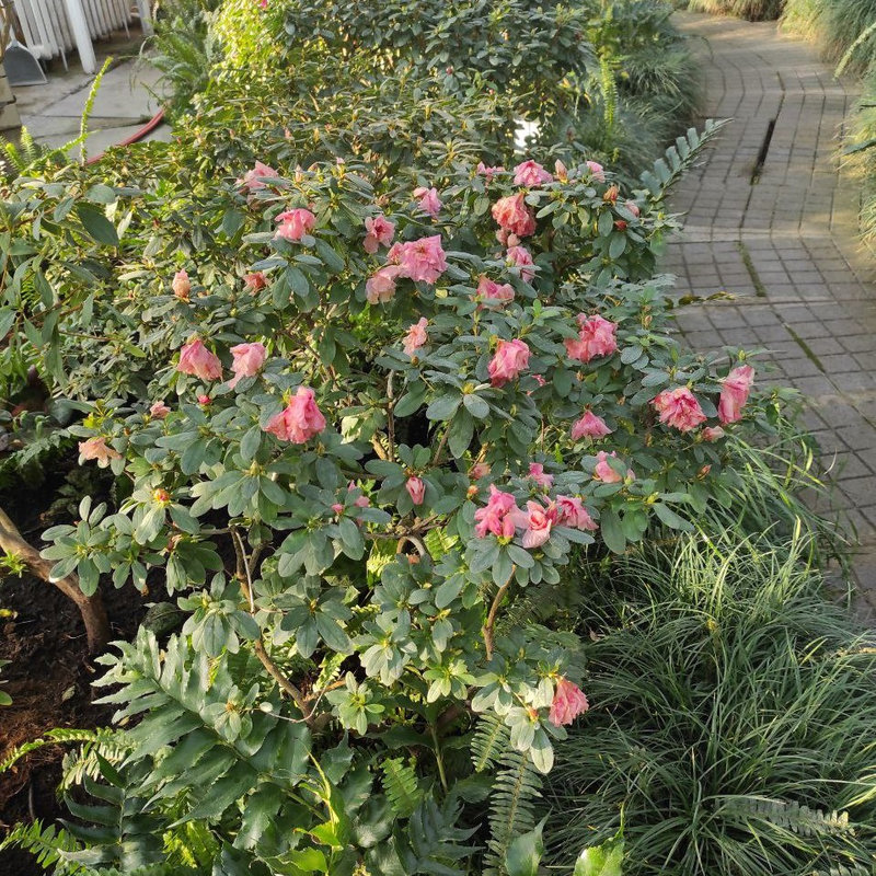 ботсад Гришко