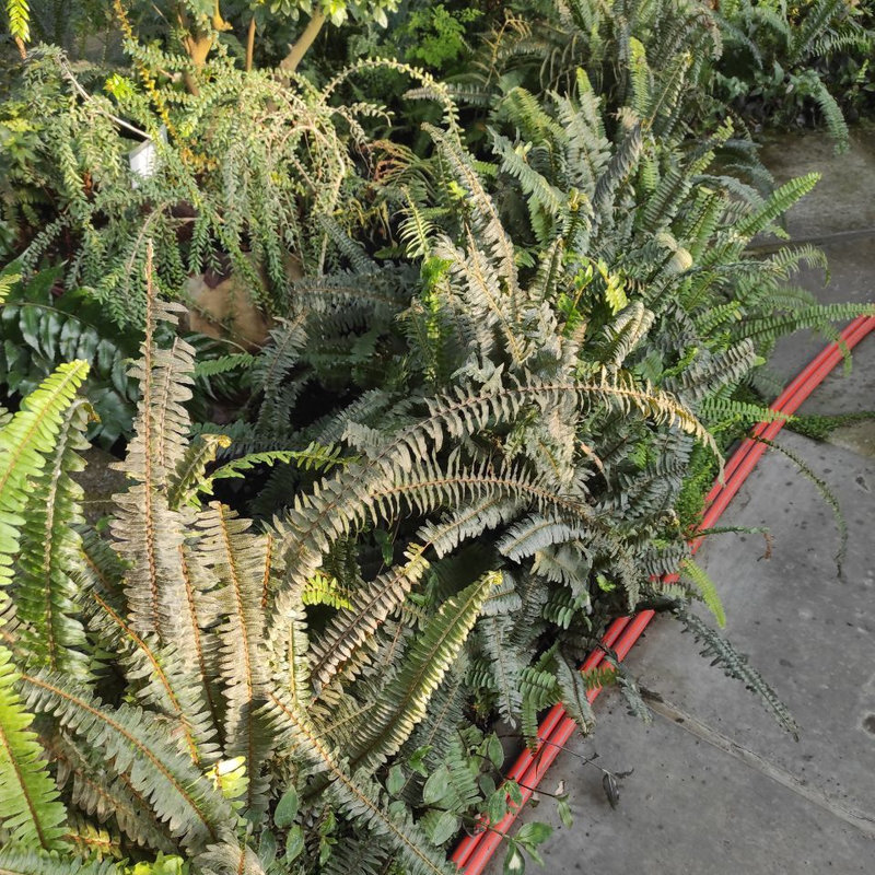 ботсад Гришко