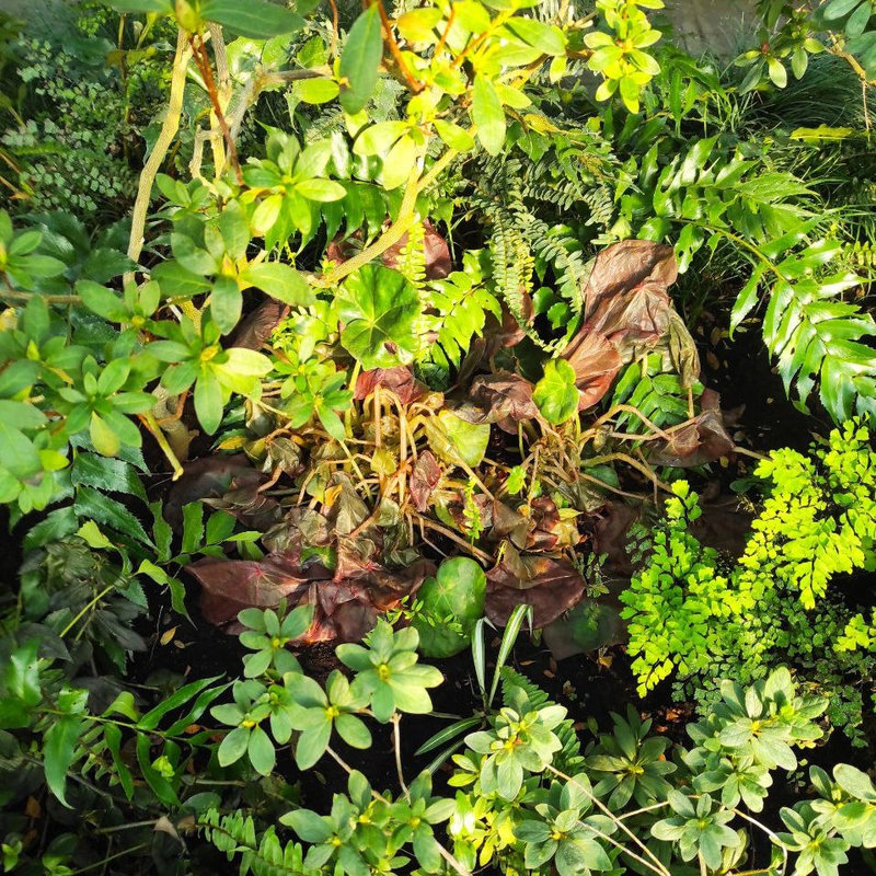 ботсад Гришко