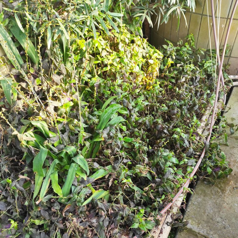 ботсад Гришко