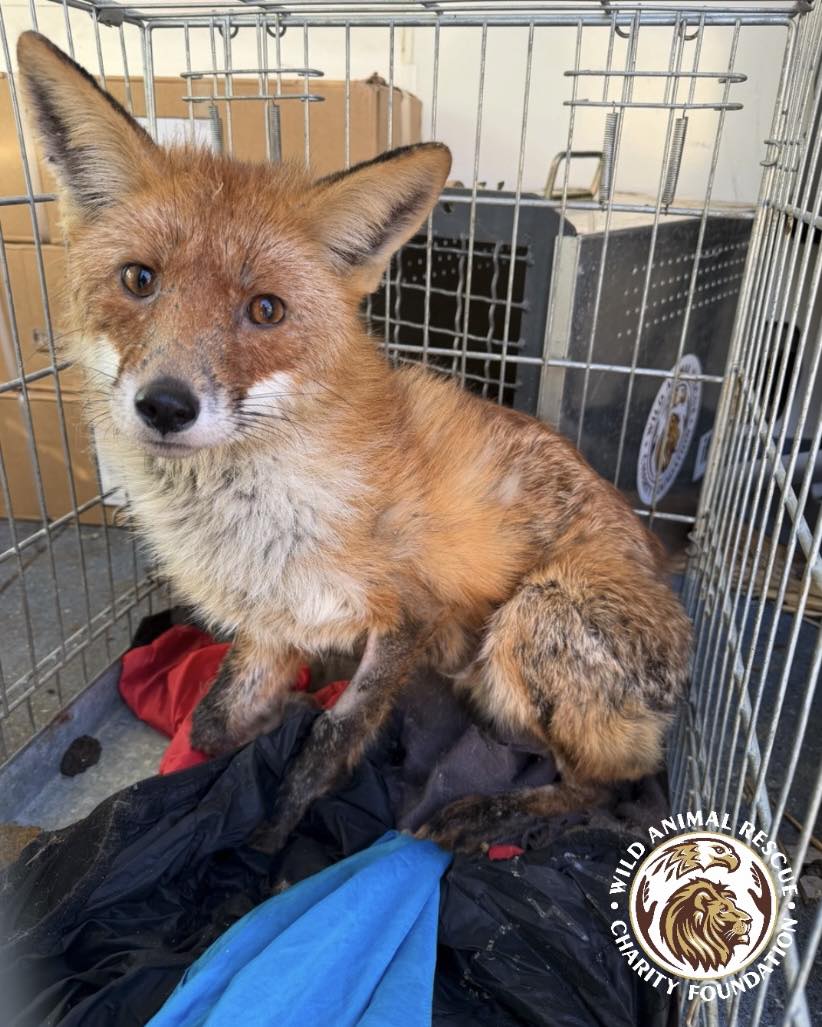 Центр порятунку диких тварин