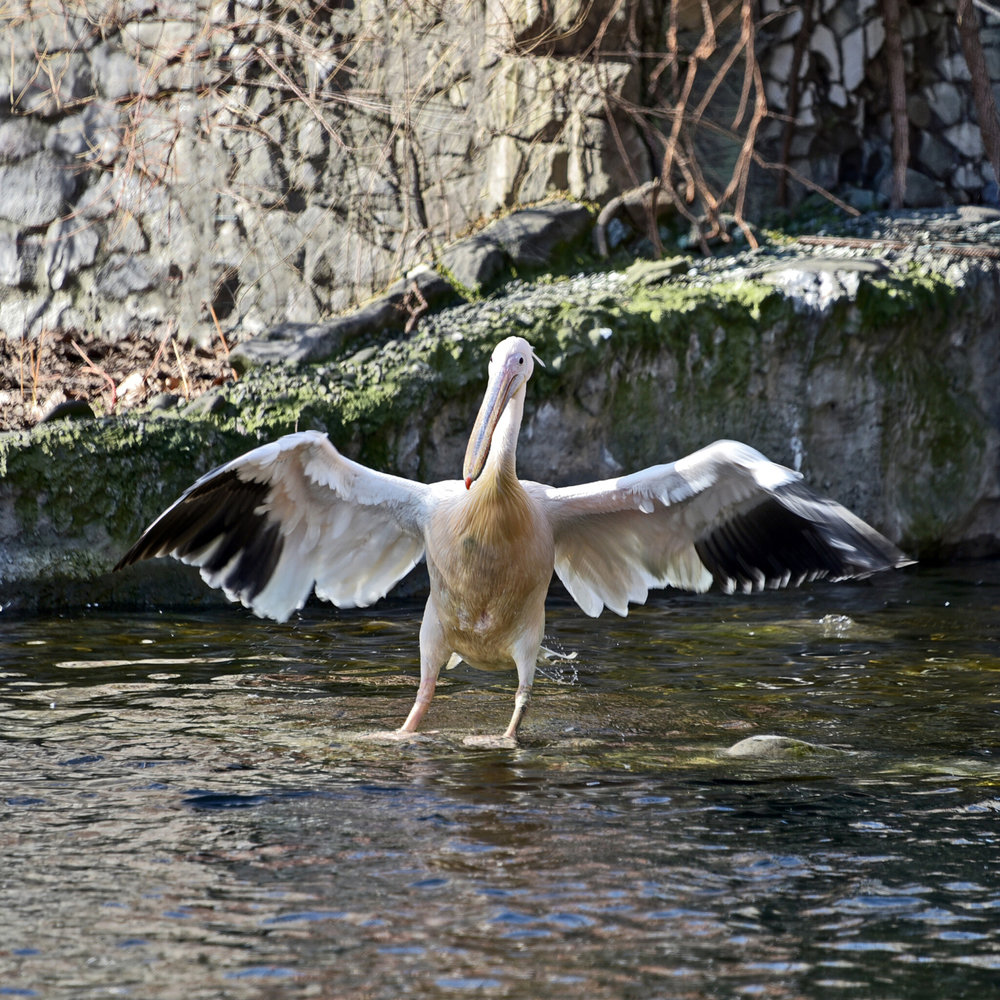 київський зоопарк