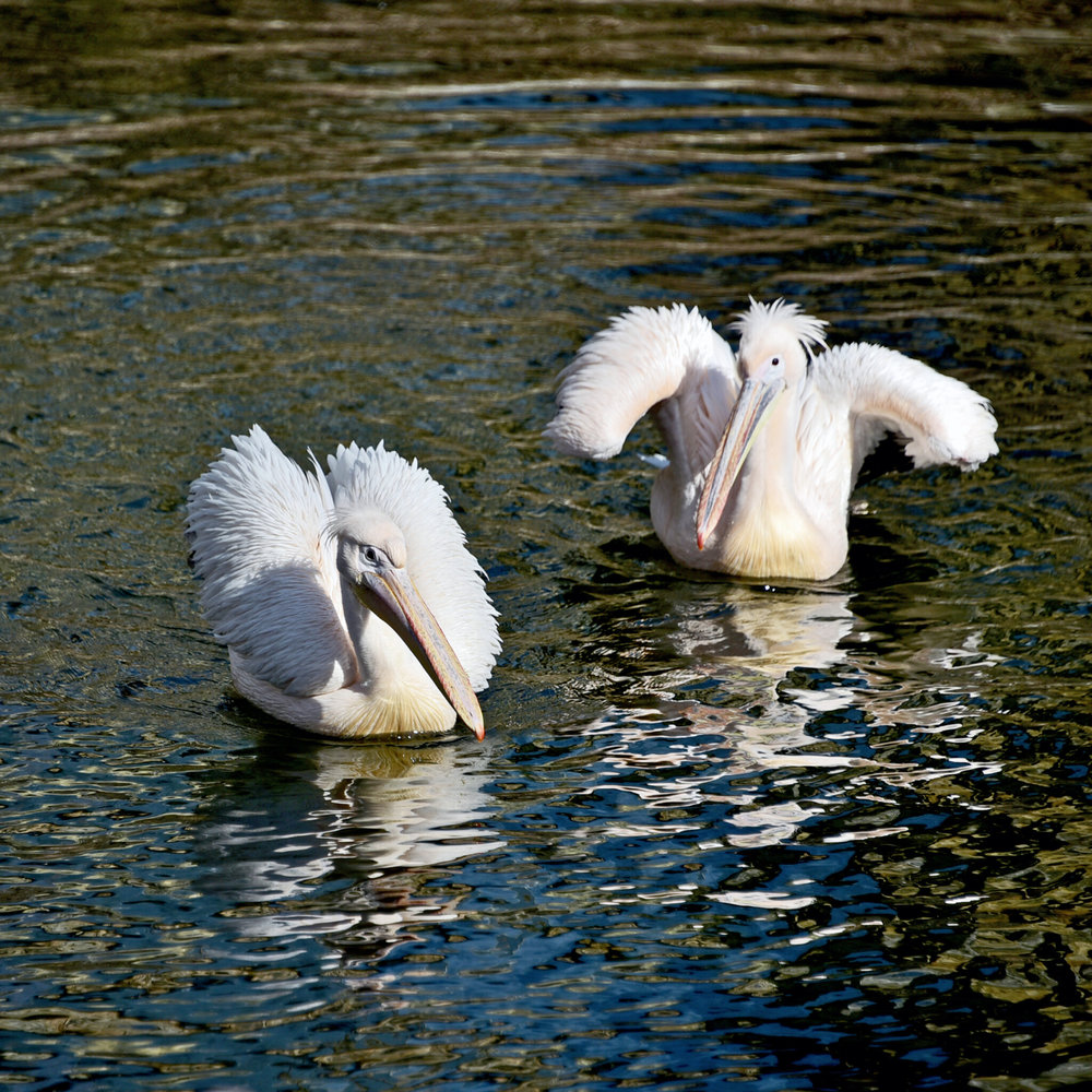 київський зоопарк