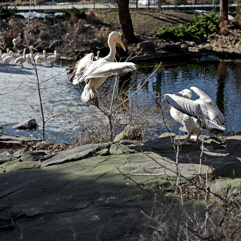 київський зоопарк