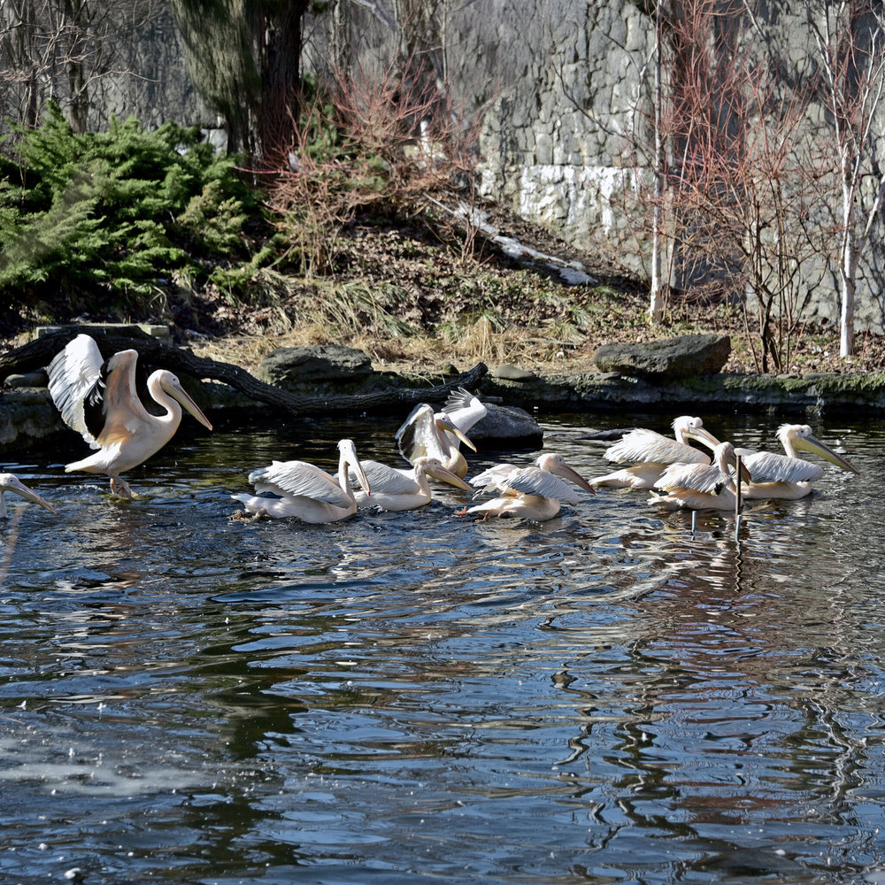 київський зоопарк