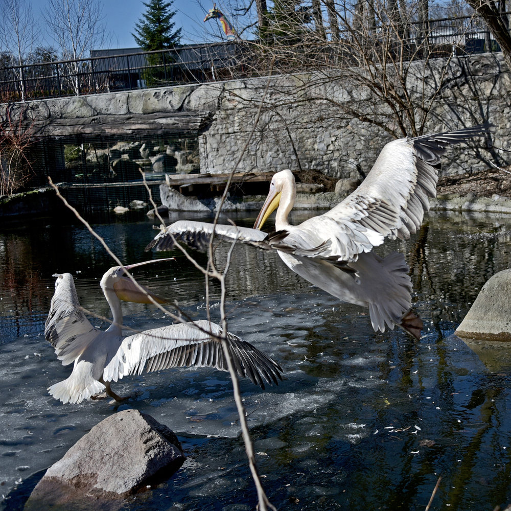 київський зоопарк